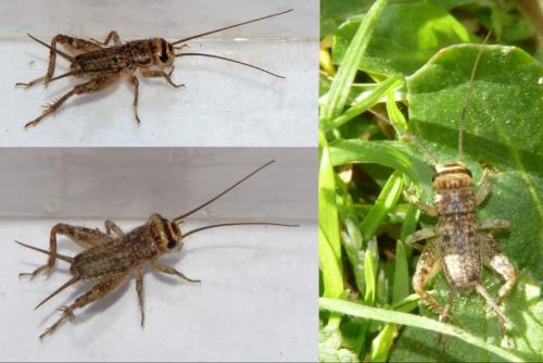 Eumodicogryllus bordigalensis bordigalensis
